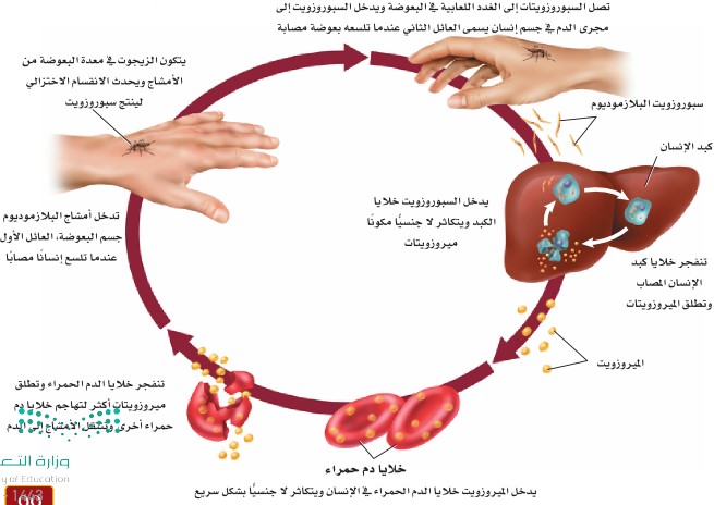دورة حياة بلازموديوم الملاريا